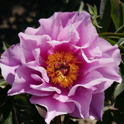 Sonoma Amethyst1 upr_result